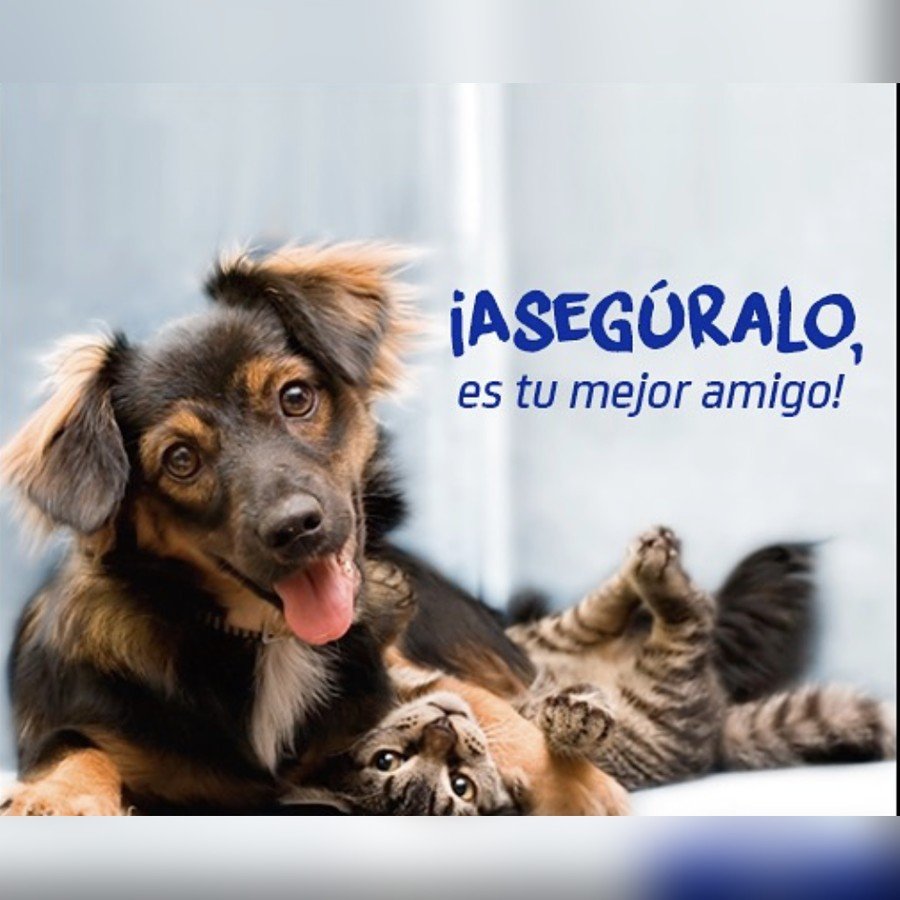 Publicación de Instagram: seguros para mascotas Meyas Seguros