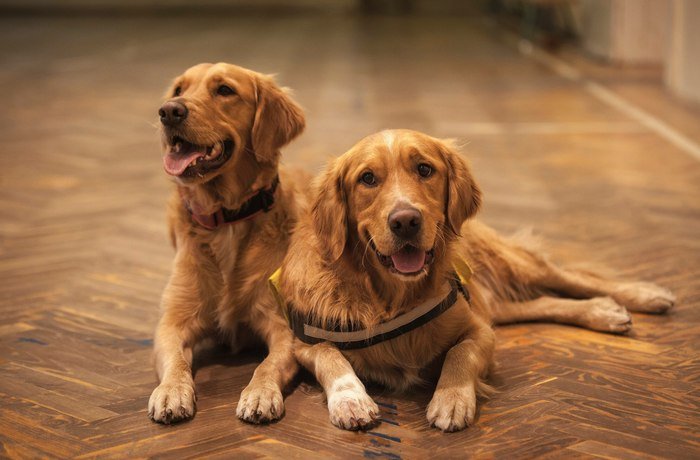 Seguro de mascotas Meyas Seguros